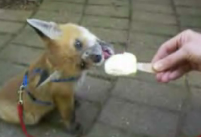 Baby Fox Licks an Ice Cream Bar